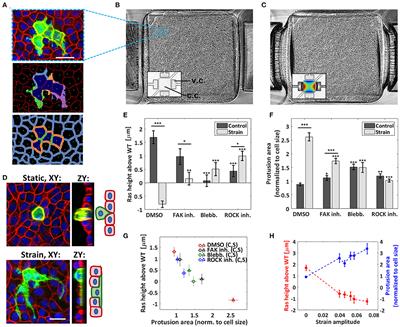 Mechanotransduction of Strain Regulates an Invasive Phenotype in Newly Transformed Epithelial Cells